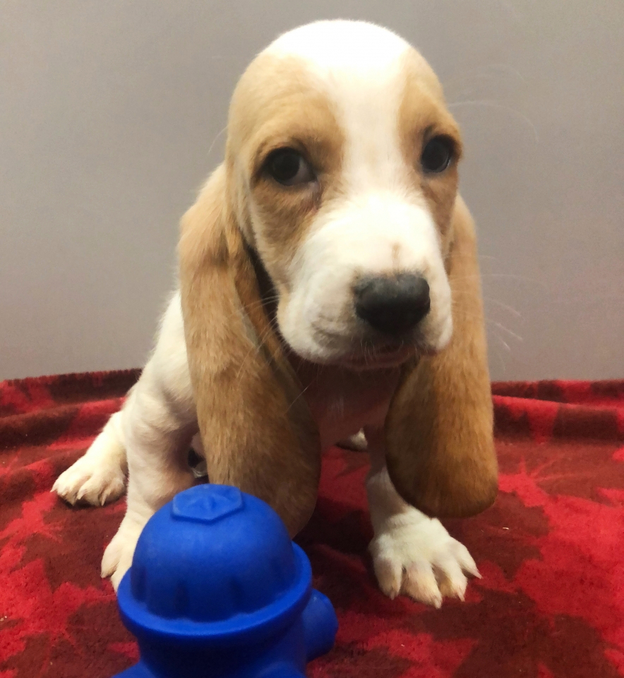 Roxie A Lemon White Female Basset Hound Puppy Puppyspot