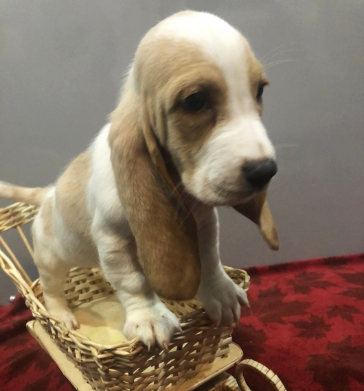 Roxie A Lemon White Female Basset Hound Puppy Puppyspot