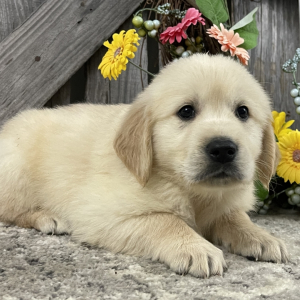 Sammy A English Cream Male Golden Retriever Puppy 666033 Puppyspot