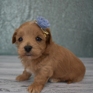 Maltipoo Puppy Barney