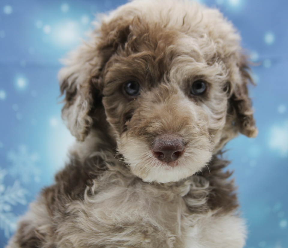 chocolate goldendoodle mini