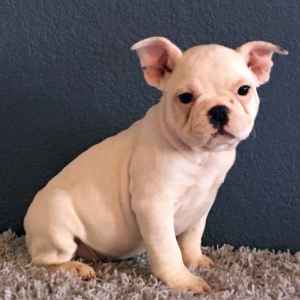 Winnie A White Female French Bulldog Puppy Puppyspot