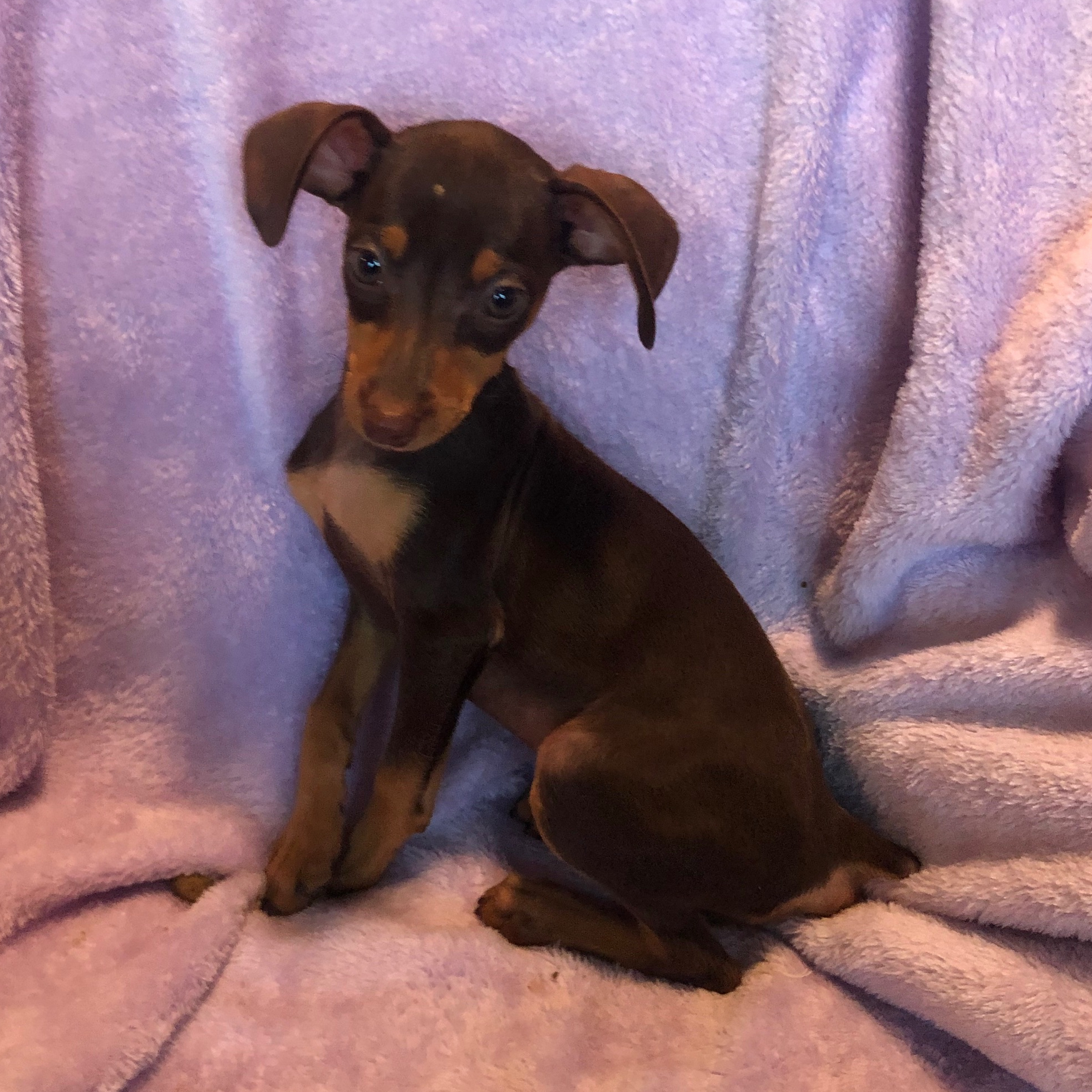 miniature pinscher stuff