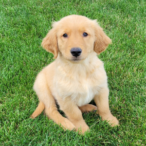 Golden Retriever Puppy Conner