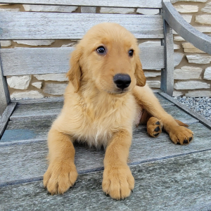 Golden Retriever Puppy Clark