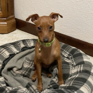 Miniature Pinscher Puppy Cinnamon