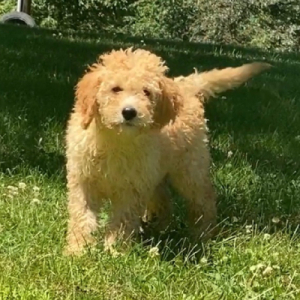 Goldendoodle Puppy Elsa