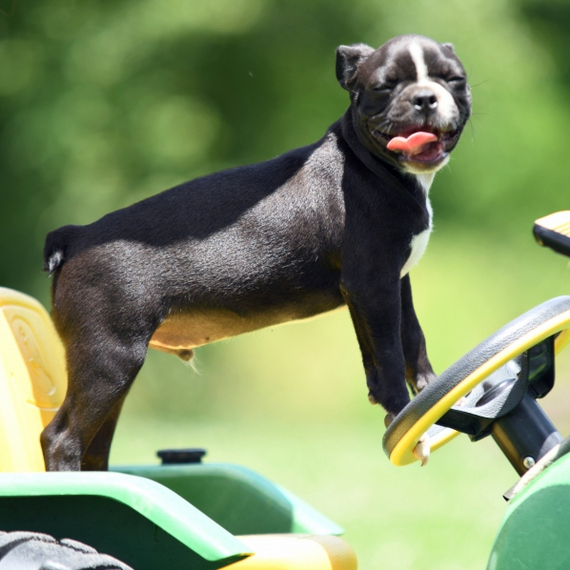 Merle Boston Terrier Puppy 678323 PuppySpot