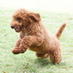 Poodle Puppy Norman