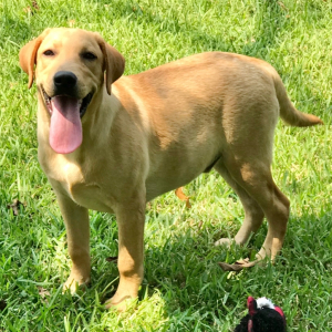 Labrador Retriever Puppy Barlow