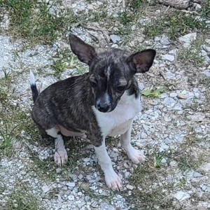 Chihuahua Puppy Oggy