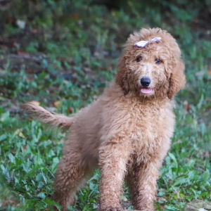 Poodle Puppy Ashleigh