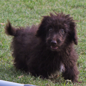 Sheltidoodle Puppy Paco