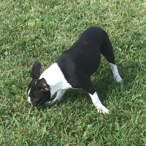 Boston Terrier Puppy Jessy