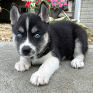 Siberian Husky Puppy Delores