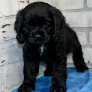 Cocker Spaniel Puppy Harper