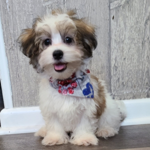 Morkie Puppy Vinnie