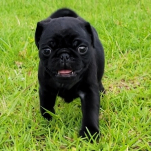 Pug Puppy Huey