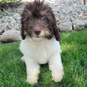 Bernedoodle Puppy Doris