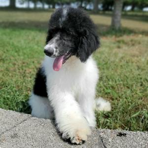 Poodle Puppy Armani