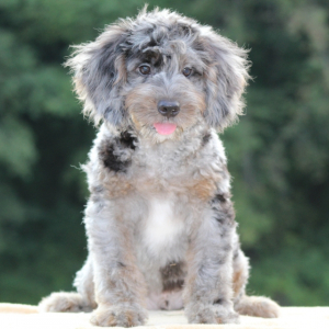 Bernedoodle Puppy Maverick