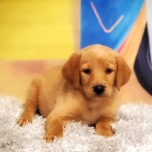 Labradoodle Puppy Timber