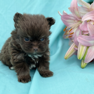 Havapom Puppy Rocky