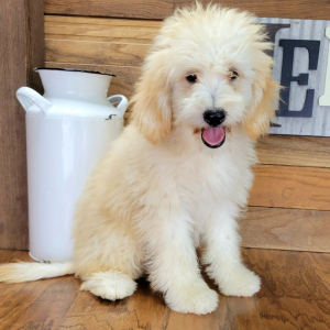 Schnoodle Puppy Fozzy