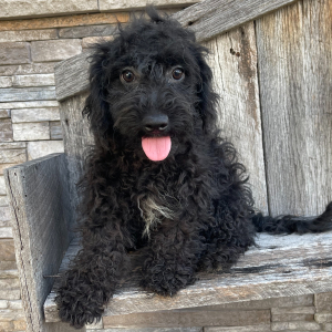 Goldendoodle Puppy Rachel