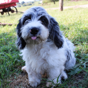Cockapoo Puppy Merle