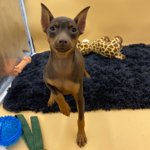 Miniature Pinscher Puppy Miska