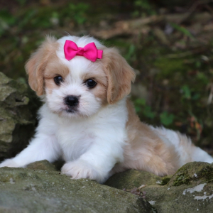 Cavachon Puppy Emerson