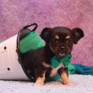 Chihuahua Puppy Rico