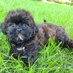 Shihpoo Puppy Ruger