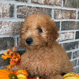 Goldendoodle Puppy Bridget
