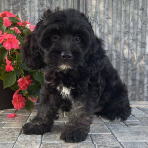 Cockapoo Puppy Valor