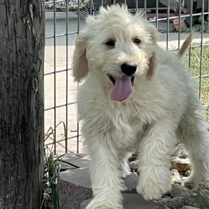 Goldendoodle Puppy Harley