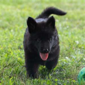 German Shepherd Dog Puppy Armor