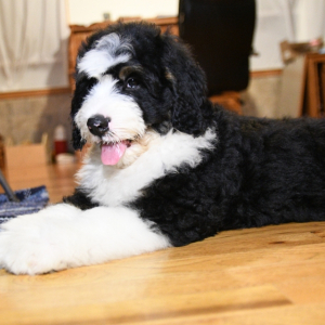 Bernedoodle Puppy Smoky