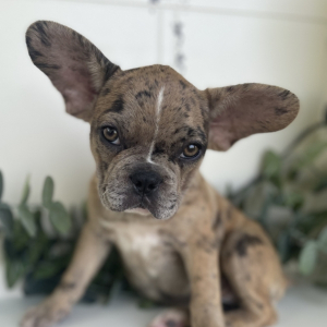 French Bulldog Puppy Paisley