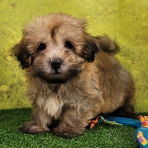 Havanese Puppy August