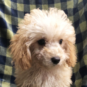 Poodle Puppy Bryce