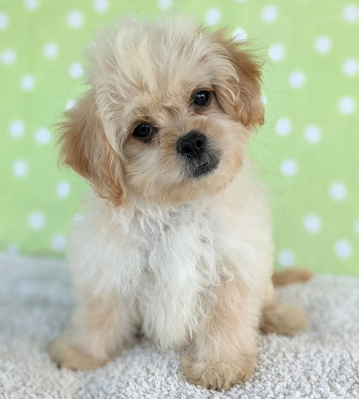 Seth Peekapoo Puppy 683013 PuppySpot
