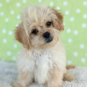 Peekapoo Puppy Seth