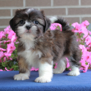 Shih Tzu Puppy Bethany