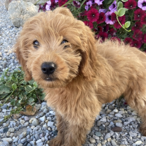Goldendoodle Puppy Tonya