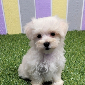 Maltese Puppy Jojo