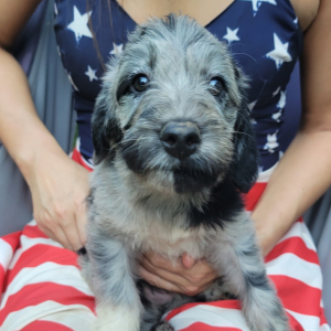 Irish Wolfoodle Puppy Madonna