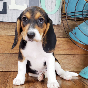 Beagle Puppy Saydee