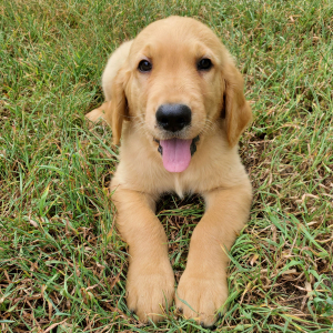 Golden Retriever Puppy Maverick